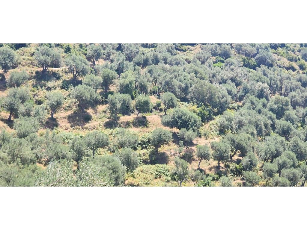 LUKOVE, SHESIM TOKE