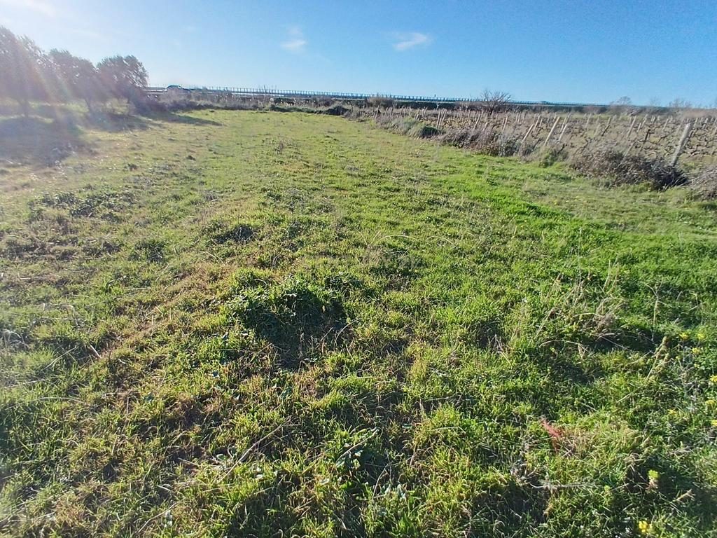 SHITET  1000 M² – TOKË NË "PANAJA"
