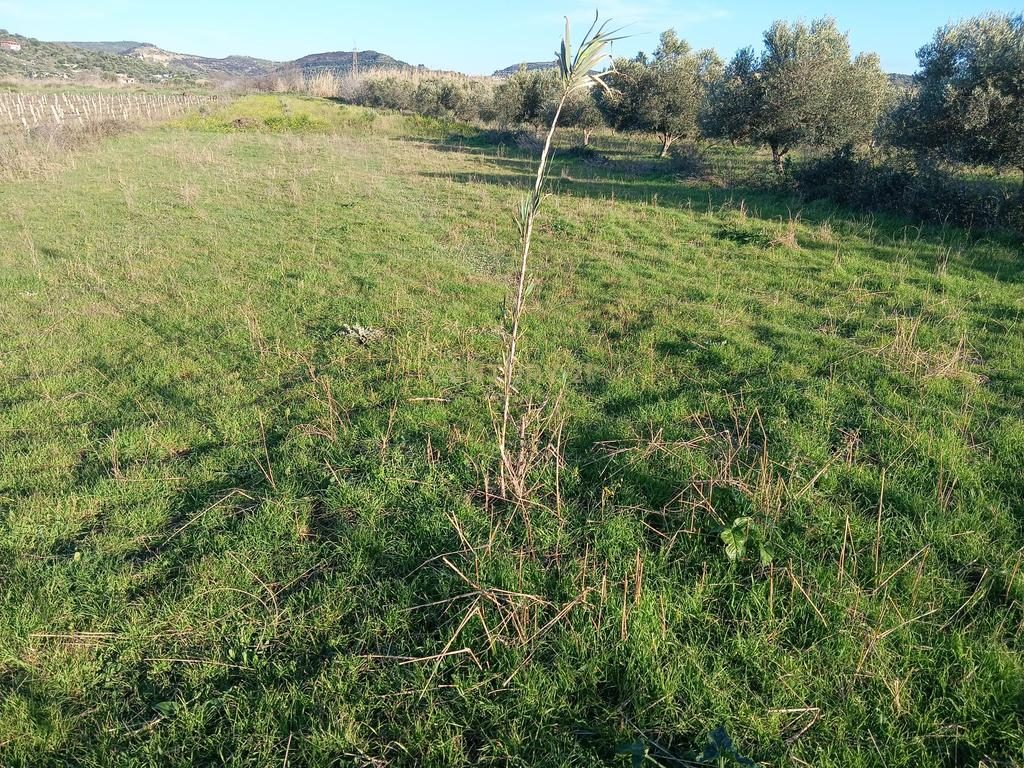 SHITET  1000 M² – TOKË NË "PANAJA"
