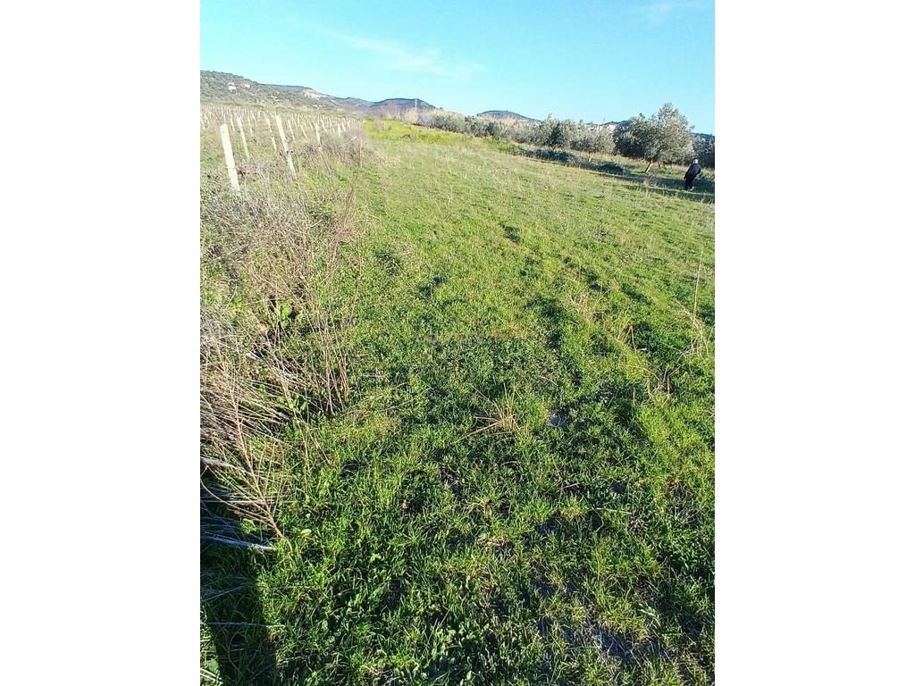 SHITET  1000 M² – TOKË NË "PANAJA"