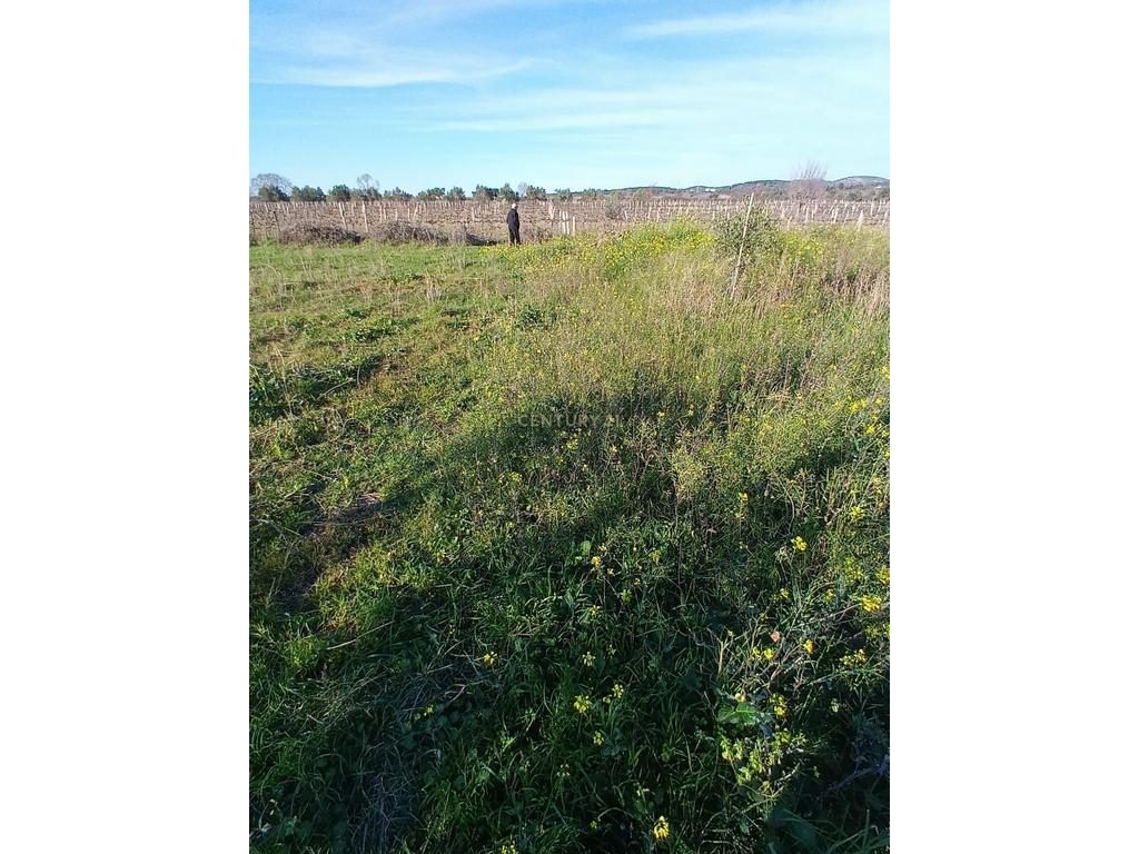 SHITET  1000 M² – TOKË NË "PANAJA"