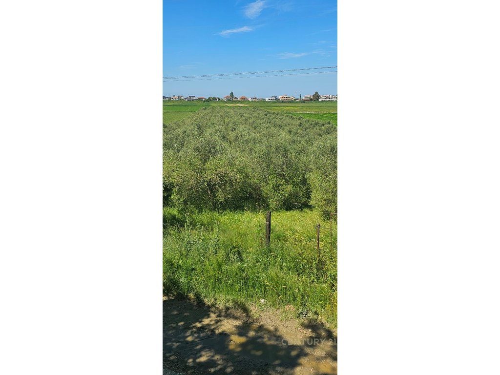 Shitet ose Nderrohet Toke Are 4000 m2 Me 400 Rrenje Ullinj Spanjoll,  15 Vjecare !!!