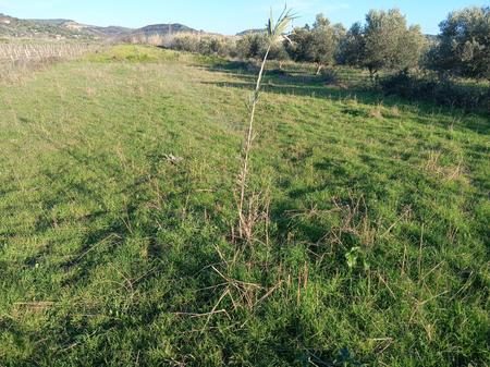 Tokë Arë për Shitje në Panaja, Vlorë