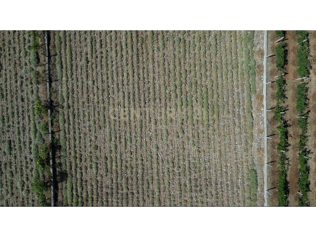 Tokë për Shitje në Koplik, Malesi e Madhe- 18€ | 2500 m²