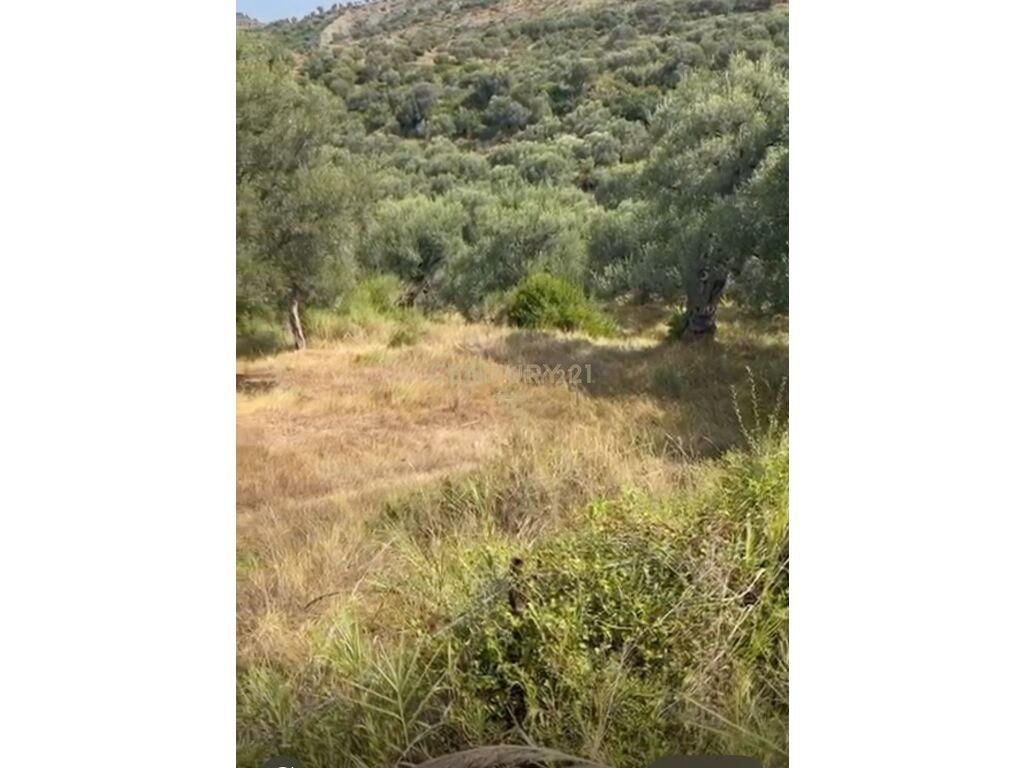SHESIM TOKE ME PAMJE NGA DETI  NE KANINE ,VLORE !!!