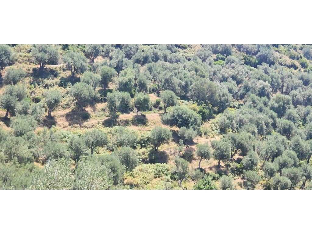 LUKOVE, SHESIM TOKE